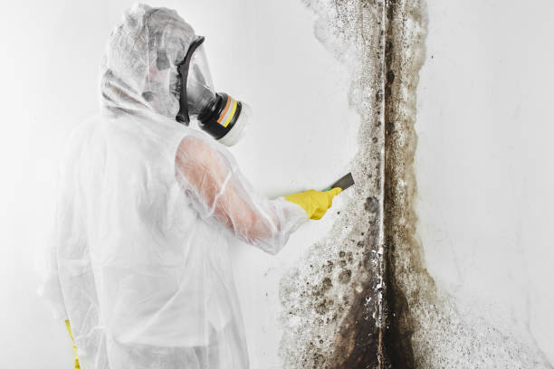 Best Crawl Space Mold Removal  in Palm River Clair Mel, FL