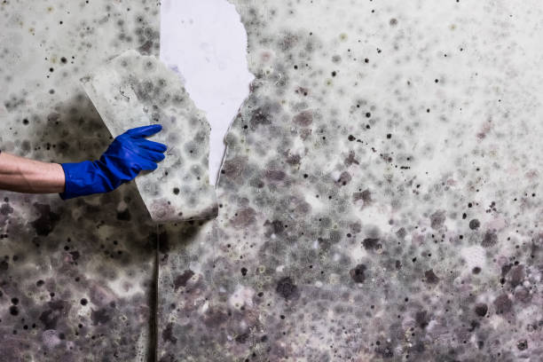Best Certified Mold Removal  in Palm River Clair Mel, FL